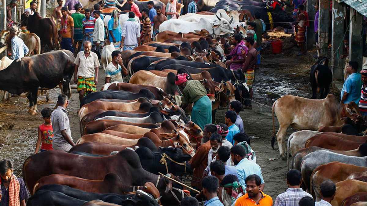 MARCH NAEEM 2ND/cow_20250504_154421715.jpg